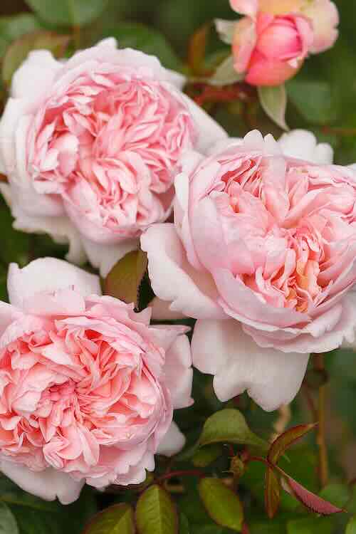 theehybride mauritia