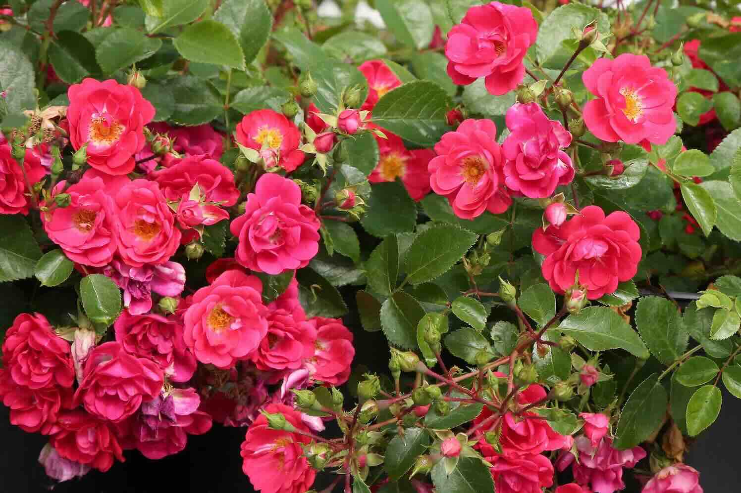 bodembedekkende roos