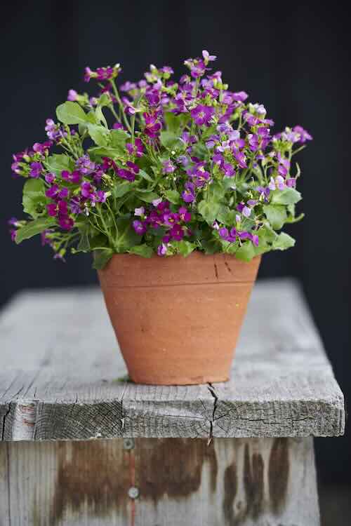 aubrieta blauwkussen