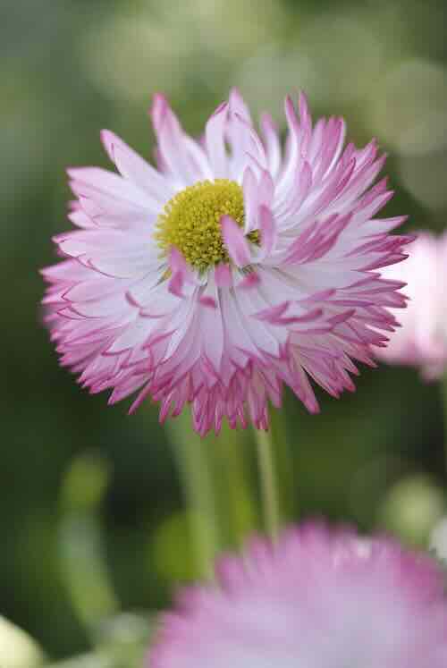 bellis-02 madeliefje