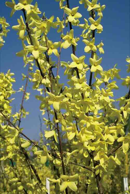 forsythia chinees klokje