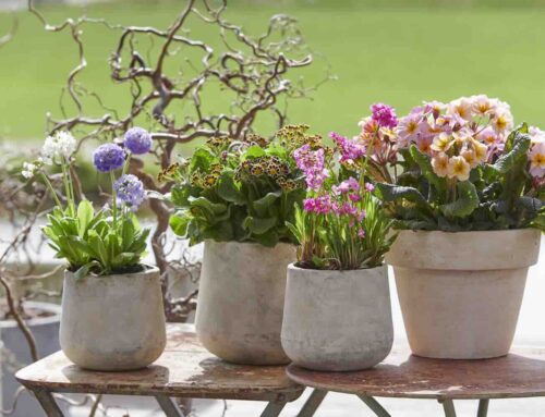 10 lentebloeiers waar je blij van wordt