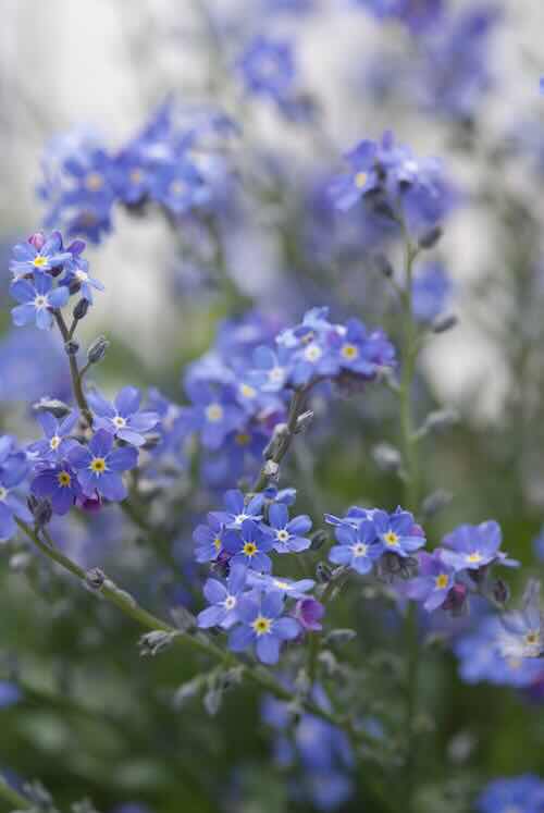 myosotis vergeet-mij-nietje