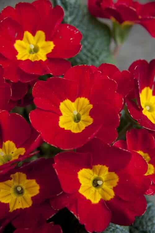 primula-01 sleutelbloem