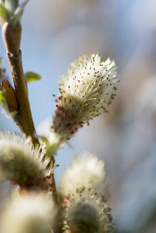 salix wilg