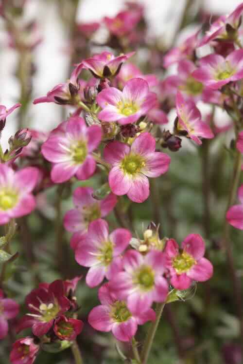 saxifraga steenbreek