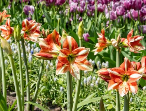 Amaryllis: van kamerplant tot tuinicoon