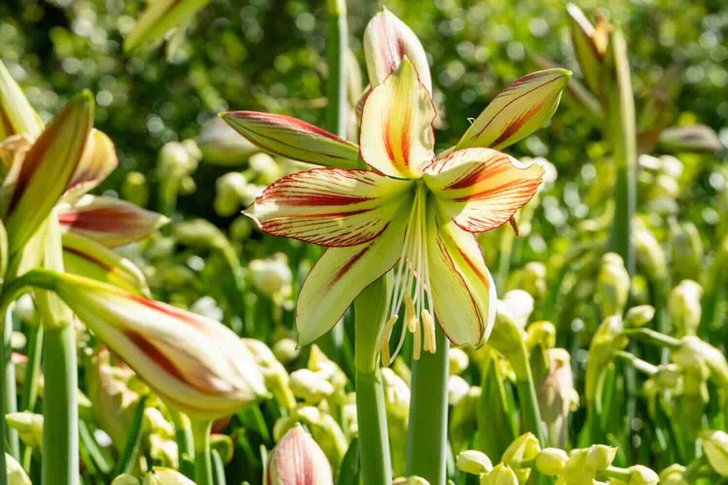 tuinicoon-02 tropische uitstraling