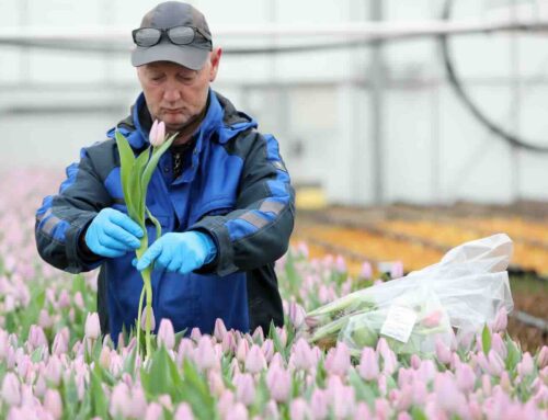 Tulpen onder het vergrootglas voor tulpendag