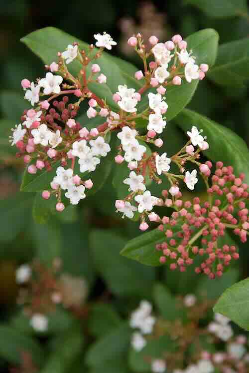 viburnum sneeuwbal