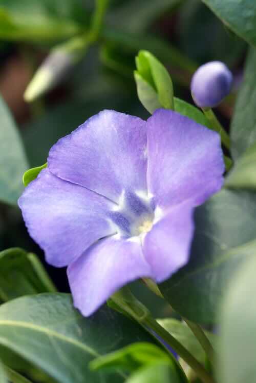 vinca minor maagdenpalm