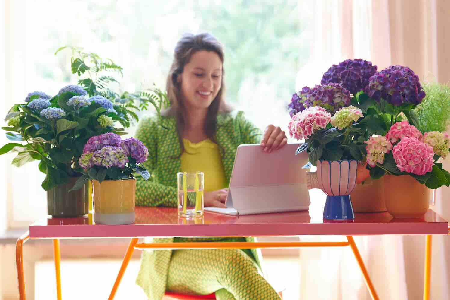 winter_hortensia-02 hydrangea