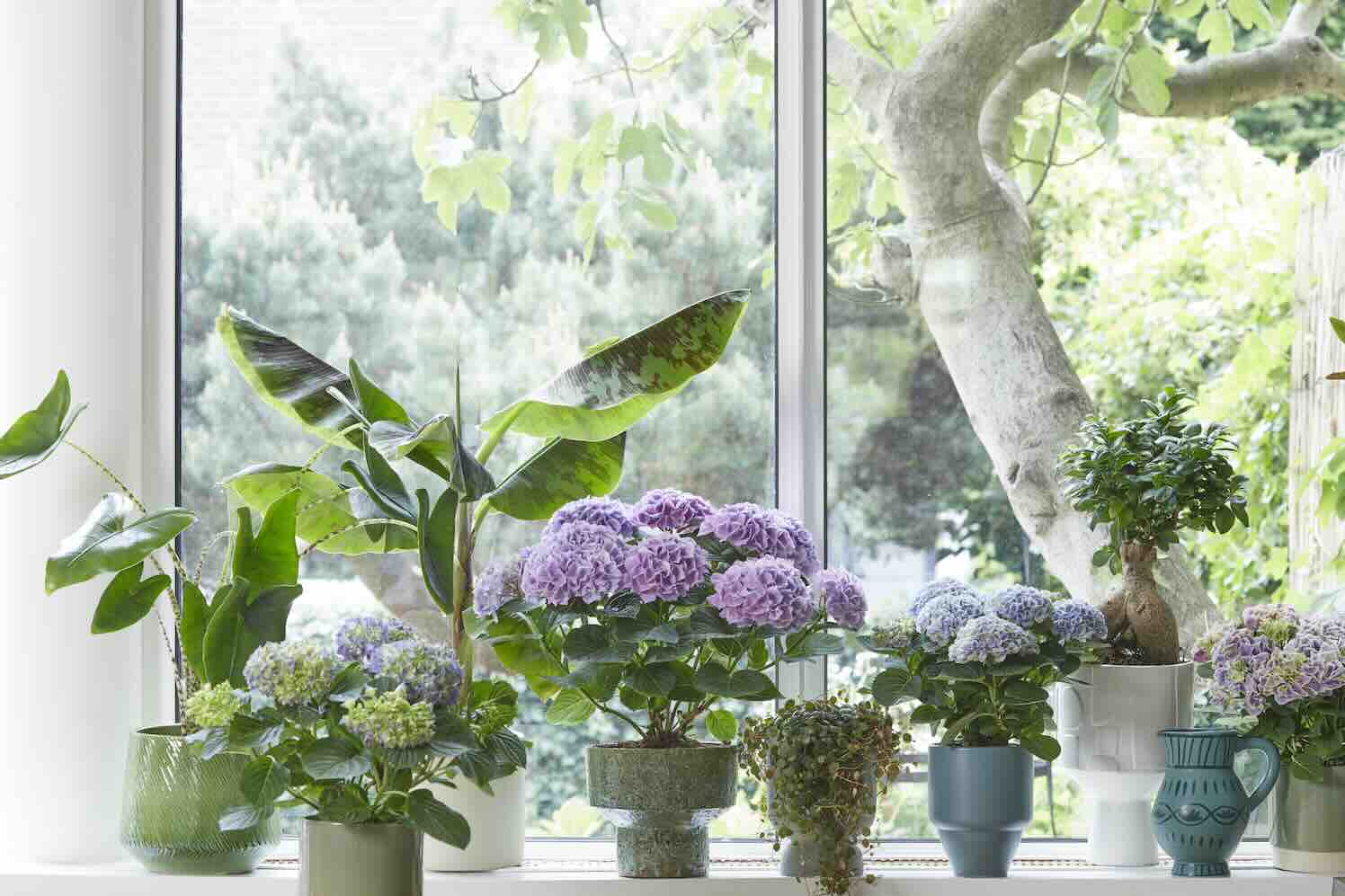 winter_hortensia-04 Kleurrijke kamerhortensia goed voor de geest