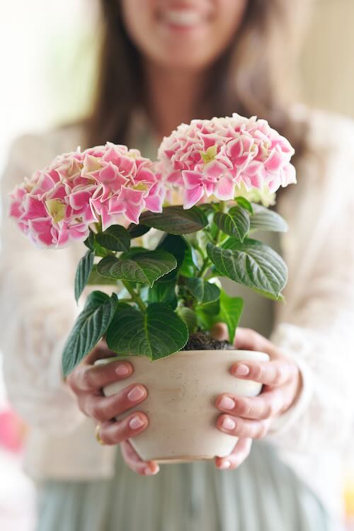 winter_hortensia-05 hydrangea