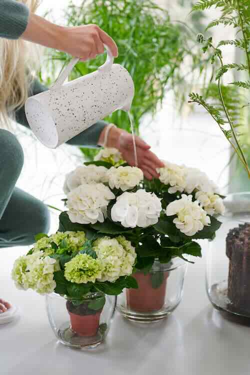 winter_hortensia-06 hydrangea