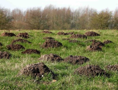 Record aantal deelnemers aan Mollentelling 2026