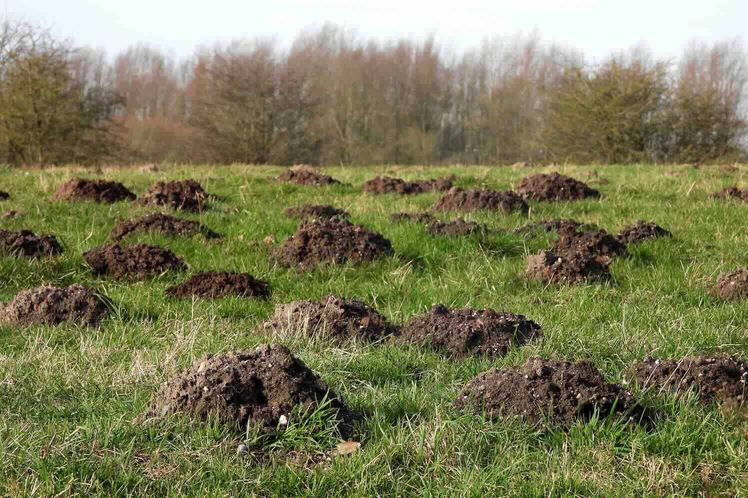 Record aantal deelnemers aan Mollentelling 2026