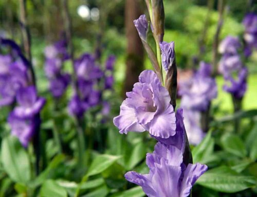 Gladiool zomerbol van 2026