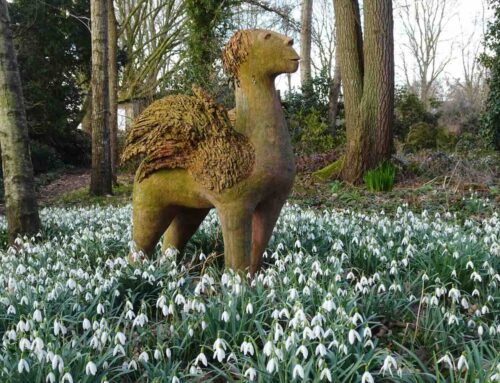 De Groninger sneeuwklokjesdagen, voor echte galanthofielen