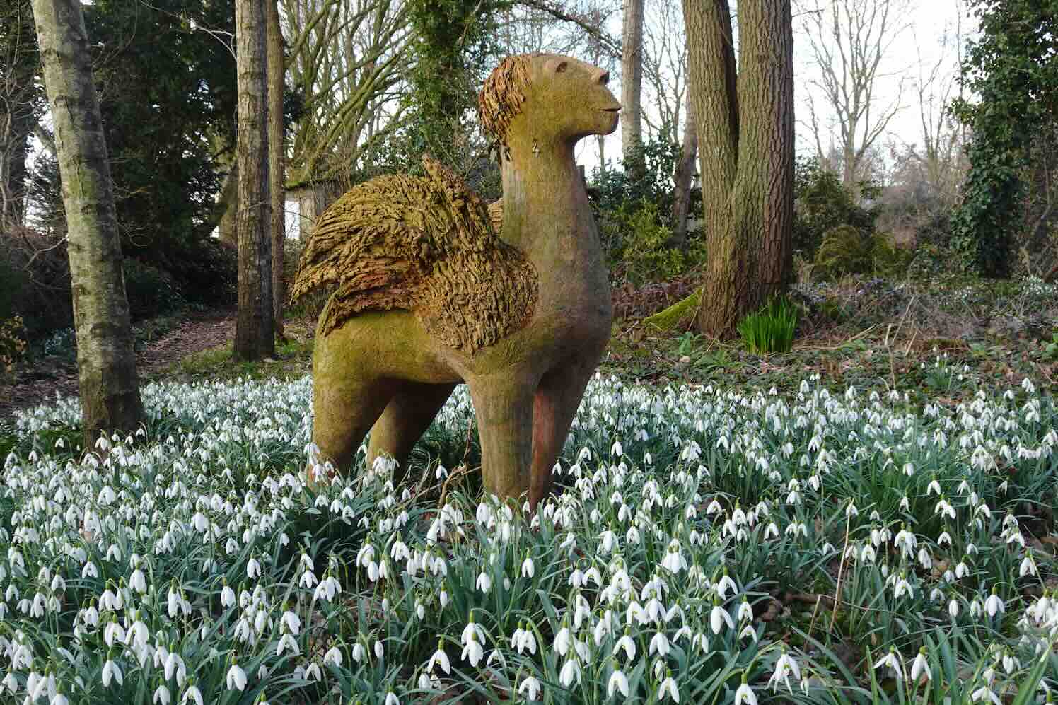 De Groninger sneeuwklokjesdagen, voor echte galanthofielen