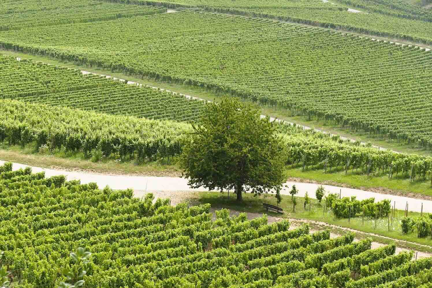 kranich17-vineyard-wijngaard Een wijngaard in de tuin is meer dan een esthetisch statement