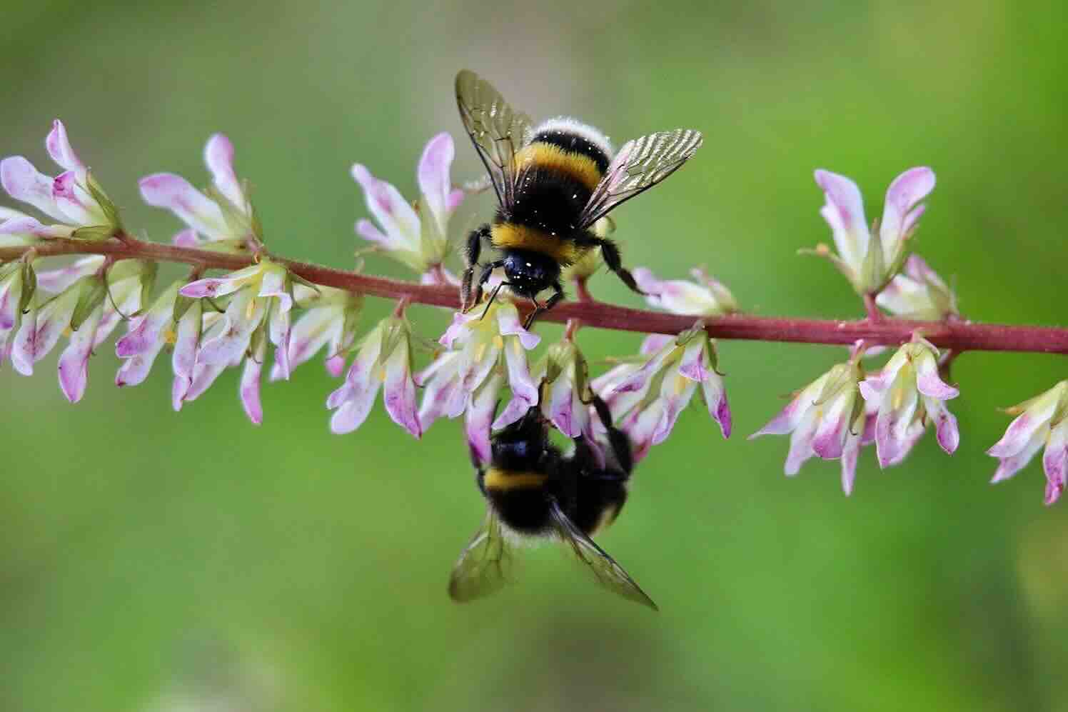 Duurzame innovaties in groenbeheer