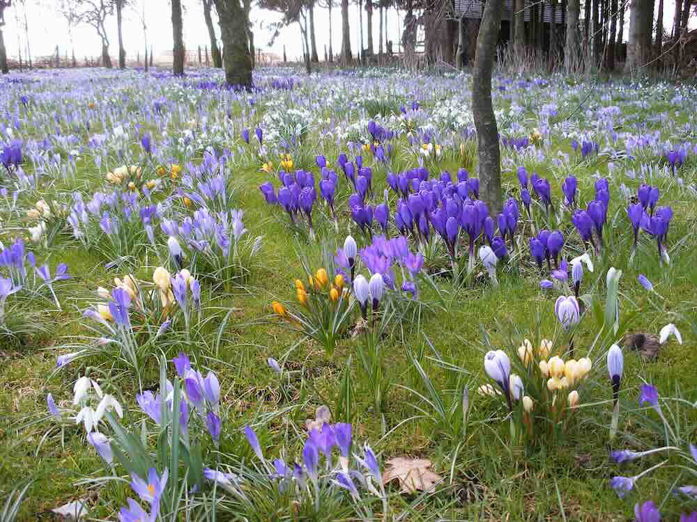 sneeuwklokjes-krokussen De Groninger sneeuwklokjesdagen, voor echte galanthofielen
