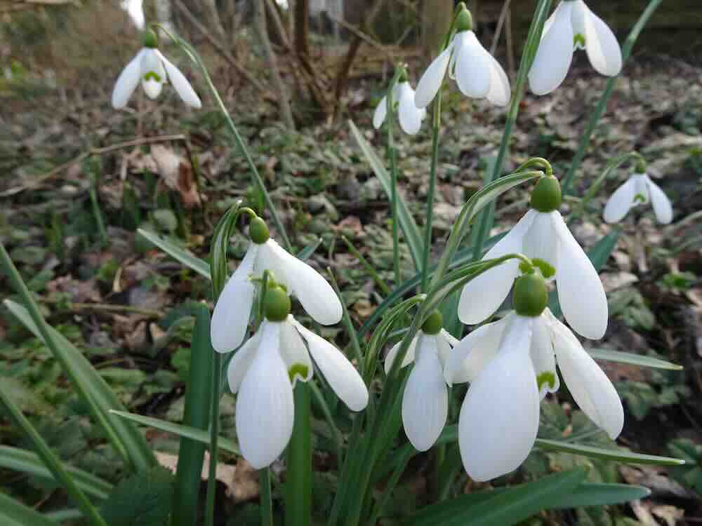 sneeuwklokjes-vroeg-voorjaar