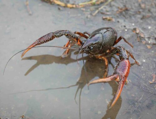 Petitie voor bestrijden van de Amerikaanse rivierkreeft