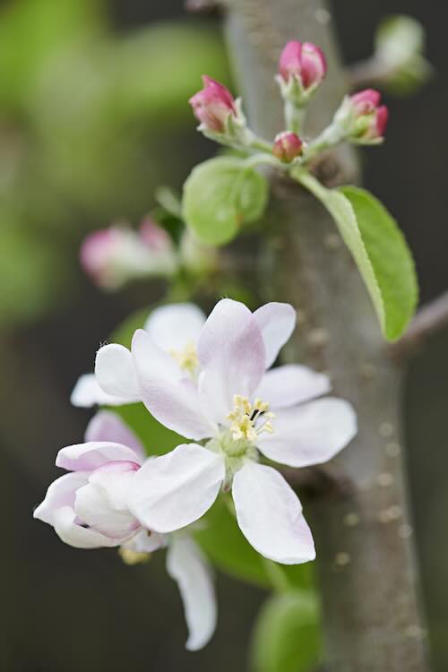 Tuinplanten voor meer biodiversiteit