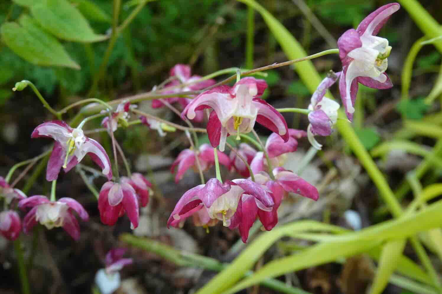 Elfjes kijken in Westerlee, Meeden en Oostwold