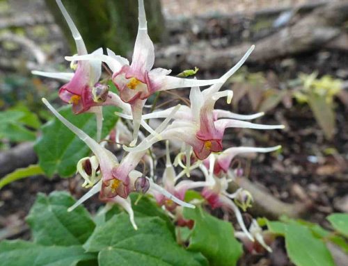 Elfjes kijken in Westerlee, Meeden en Oostwold