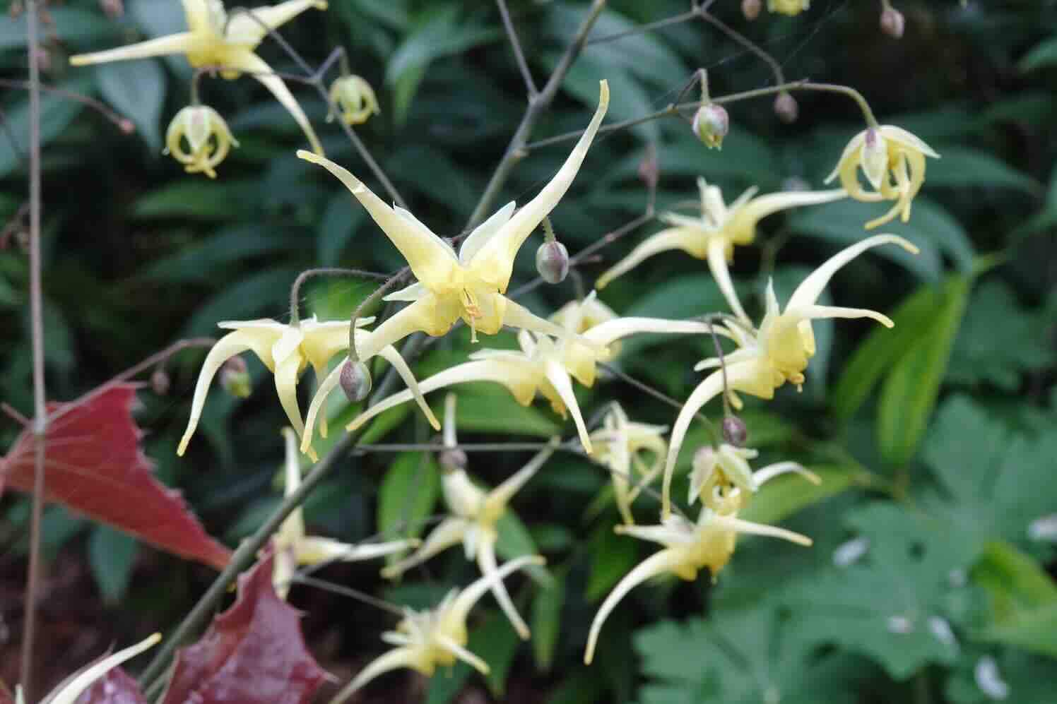 Elfjes kijken in Westerlee, Meeden en Oostwold