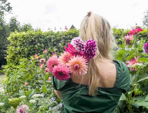 De mooiste zomerbollen in je eigen pluktuin