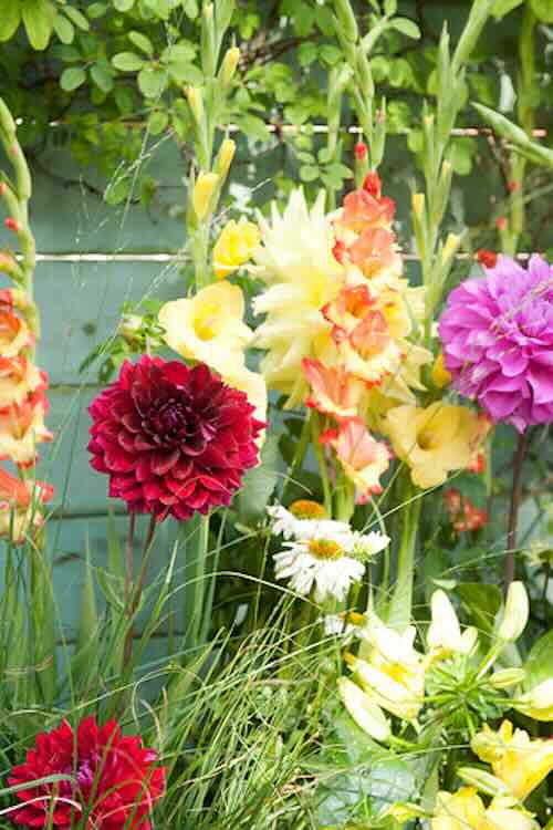 je-eigen-bloemen-04 De mooiste zomerbollen in je eigen pluktuin