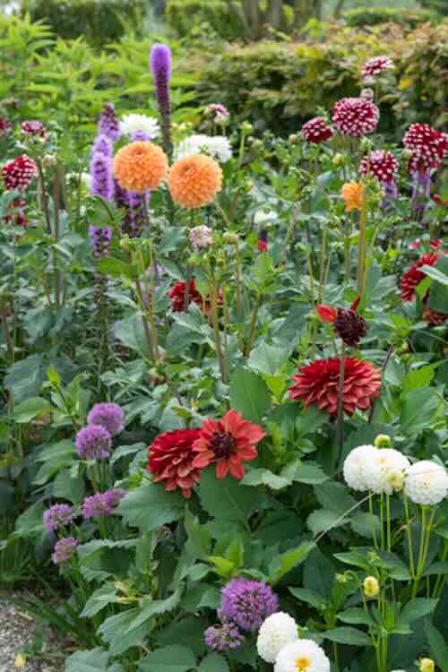 je-eigen-bloemen-05 zomerbloeiers