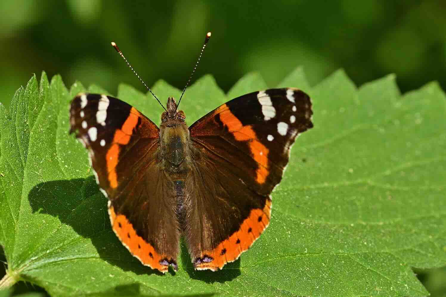 Ecologisch groenbeheer levert meer op dan het strakke gazon