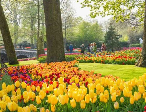 Tot 10 mei kunt u elke dag naar Keukenhof