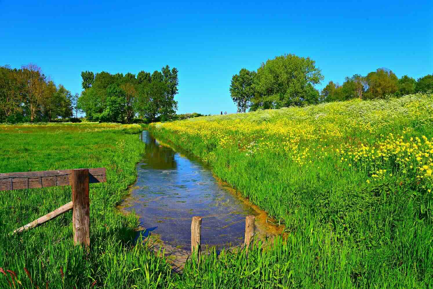 Petitie voor bestrijden van de Amerikaanse rivierkreeft