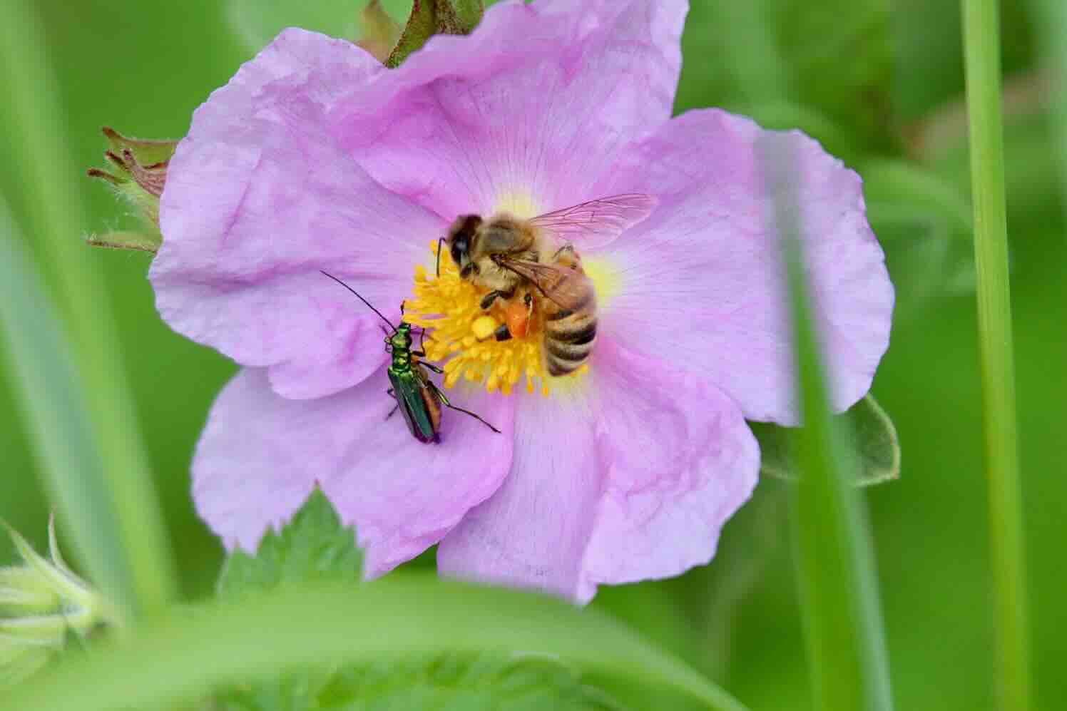 Het Middellandse-zee-gevoel in je achtertuin