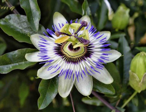 Het Middellandse-zee-gevoel in je achtertuin