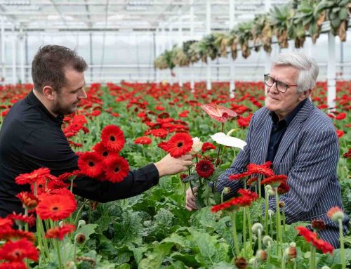 40 jaar Nederlandse bloemen voor de paus