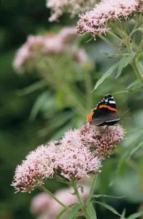 Eupatorium cannabinum