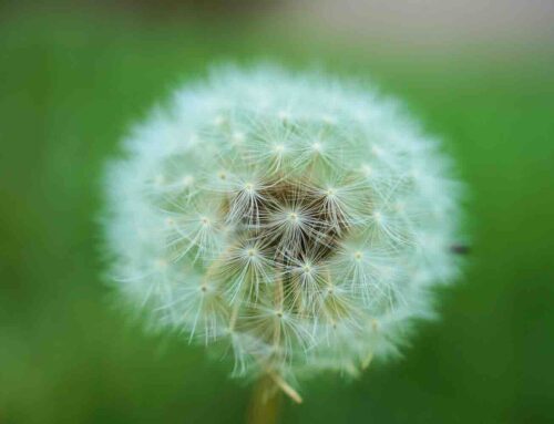 Ecologisch groenbeheer levert meer op dan het strakke gazon