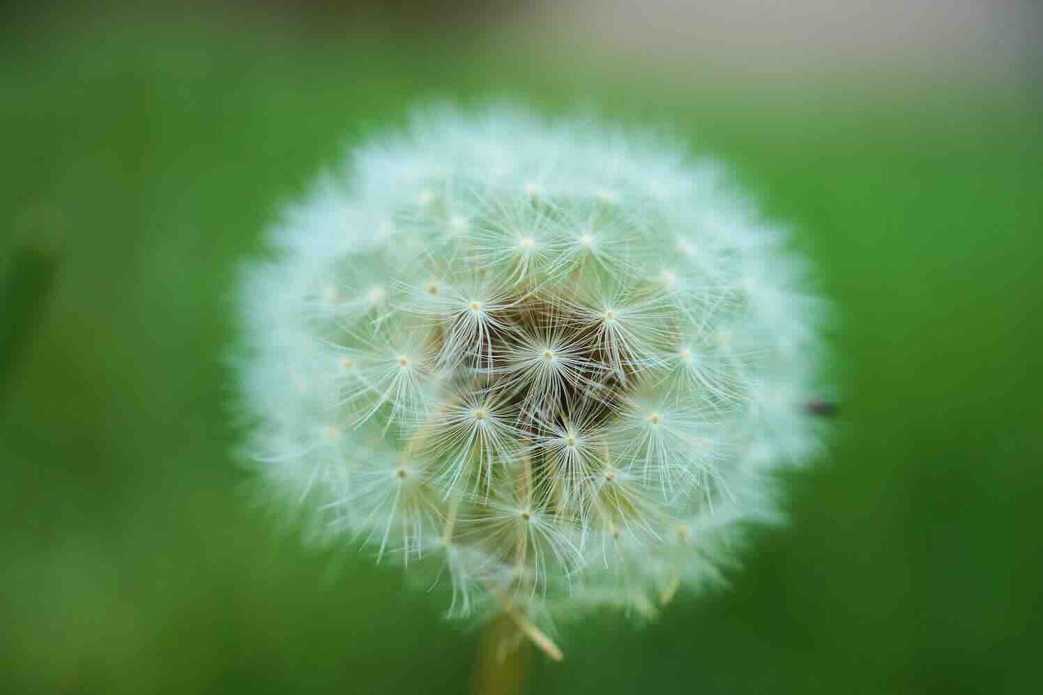 Ecologisch groenbeheer levert meer op dan het strakke gazon