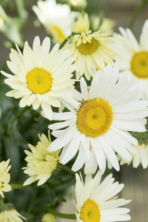 Leucanthemum vulgare