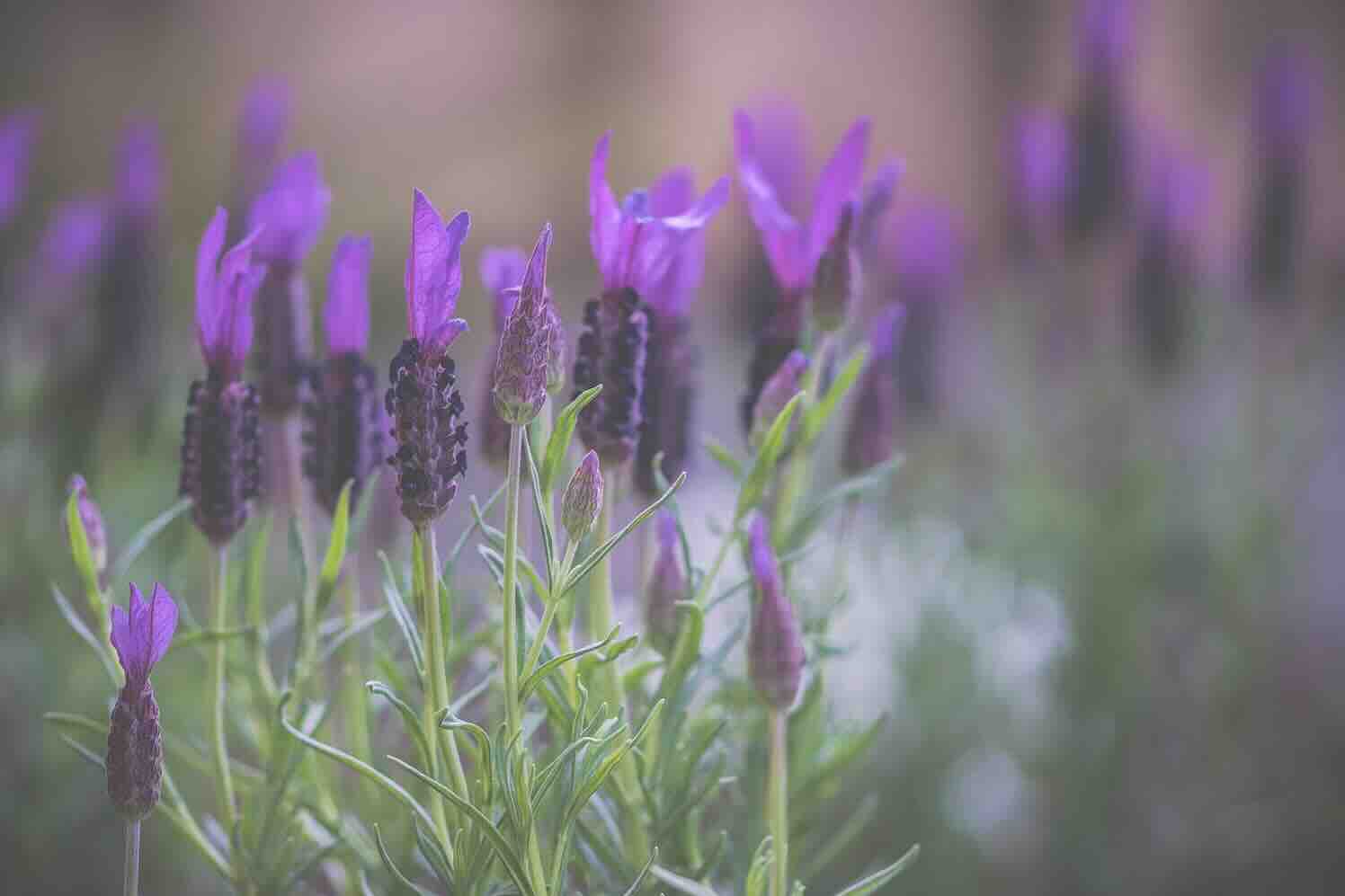 Het Middellandse-zee-gevoel in je achtertuin