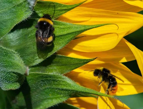 Bescherm de wilde bijen, tel daarom mee