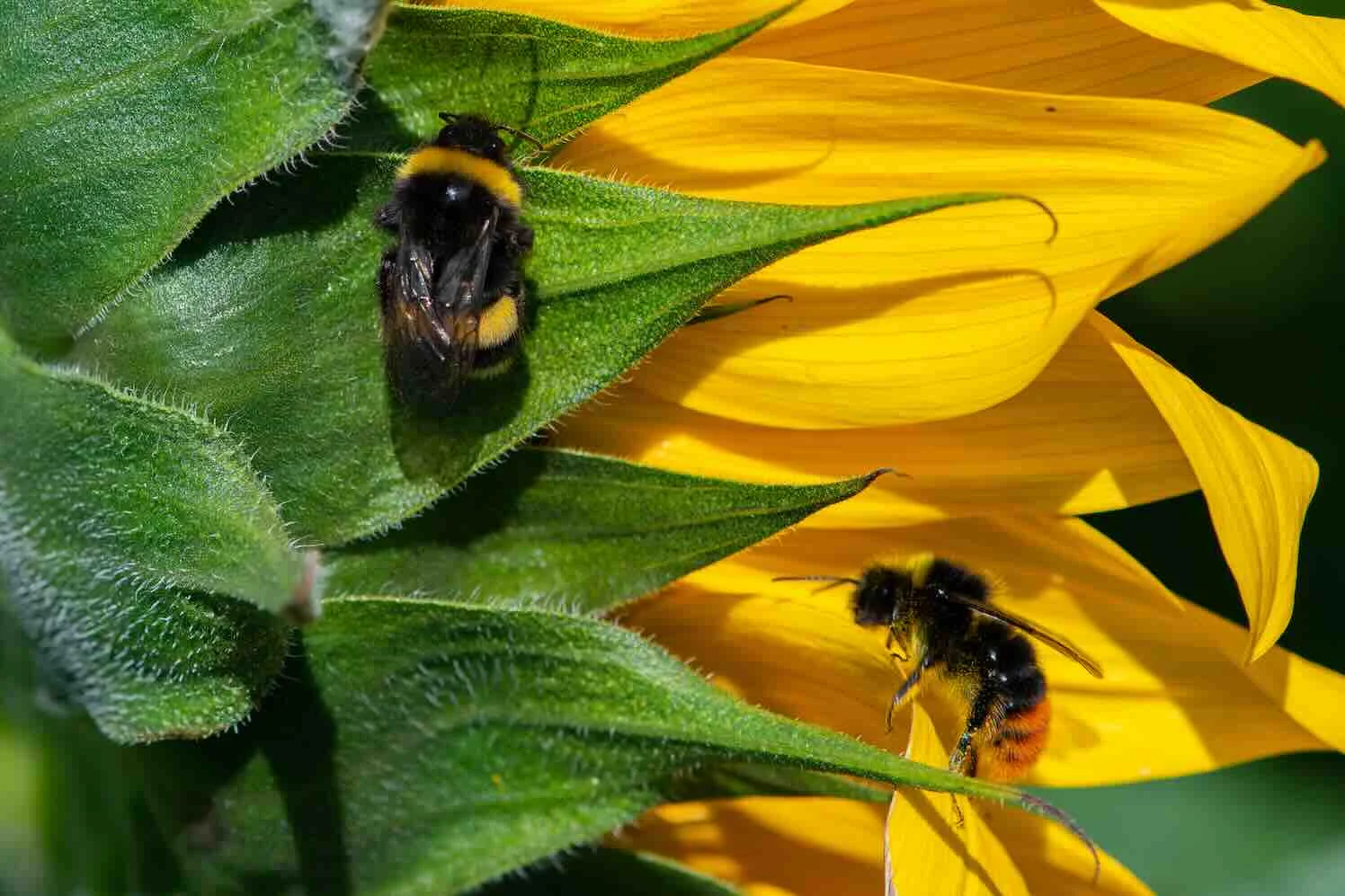 Bescherm de wilde bijen, tel daarom mee