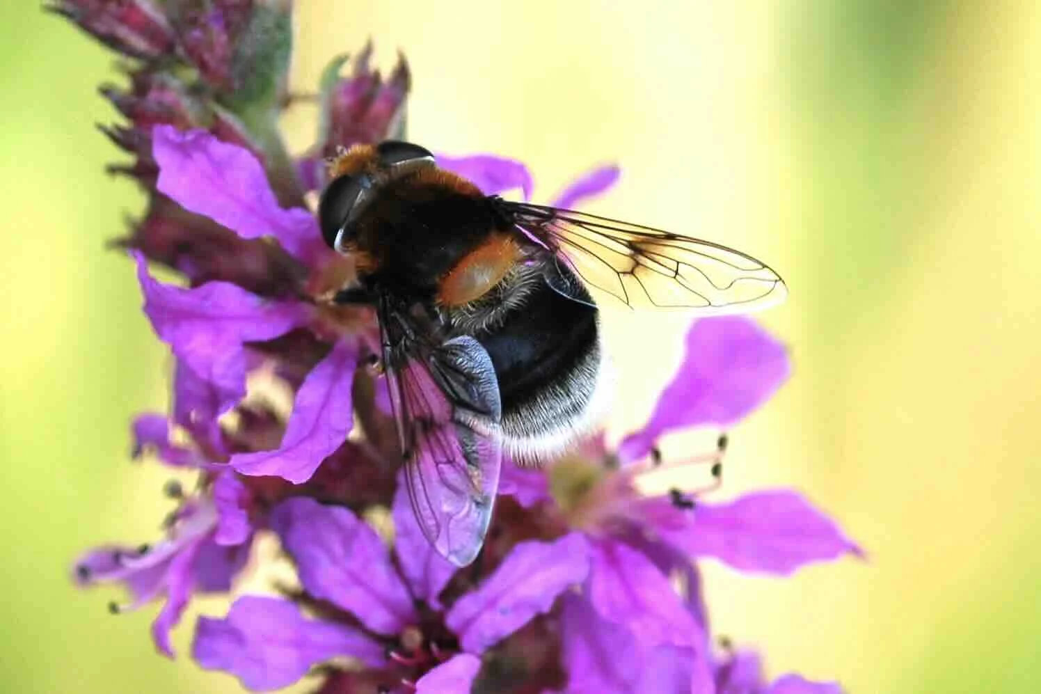 Bescherm de wilde bijen, tel daarom mee